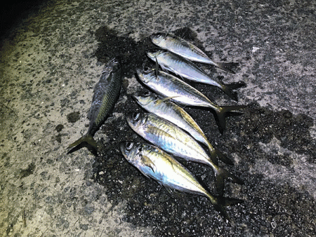 瀬戸内の島アジング（2019-13)