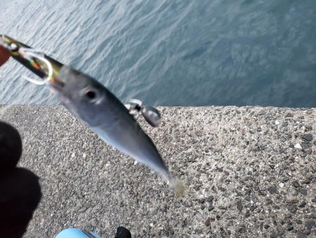 台風前の一文字に