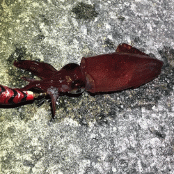 瀬戸内の島ケンサキエギング(2019-1)