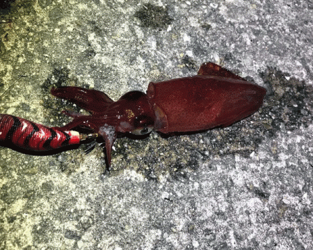 瀬戸内の島ケンサキエギング(2019-1)