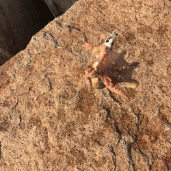 姫路タコ(2019-3)