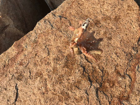 姫路タコ(2019-3)