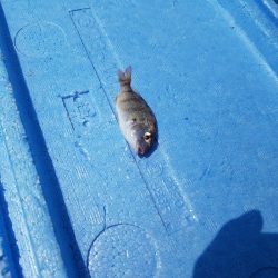 お盆休み最後の釣行