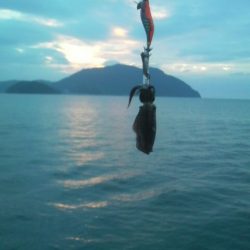 秋イカ初陣の巻