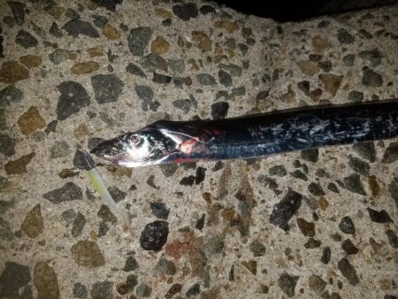 有明ターポン！