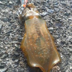 エギングデビュー