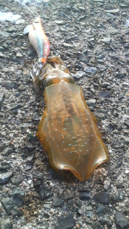 エギングデビュー