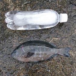 でっぷりウマズラ