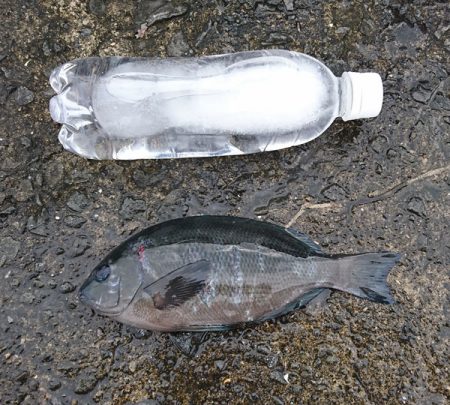 でっぷりウマズラ