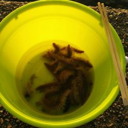 白杉にて投げ釣り（夜釣り）