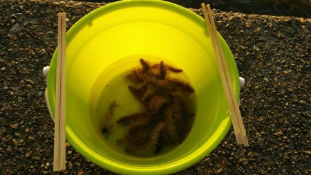 白杉にて投げ釣り（夜釣り）