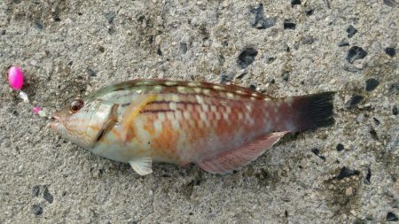 投げ釣りとショアジギングでアコウ