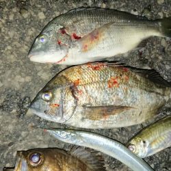 ド根性メバルがこんばんわ