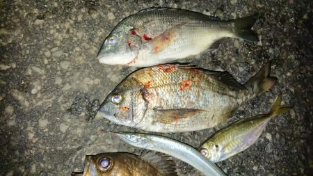 ド根性メバルがこんばんわ