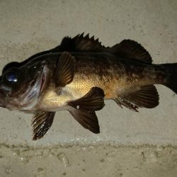 いつもの場所で5種目