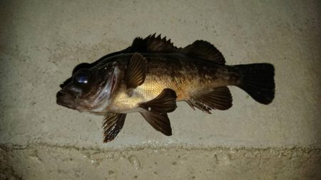 いつもの場所で5種目