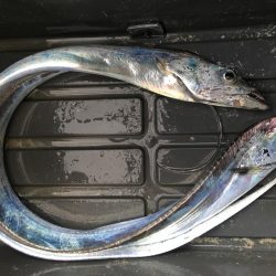 タチウオパラパラ