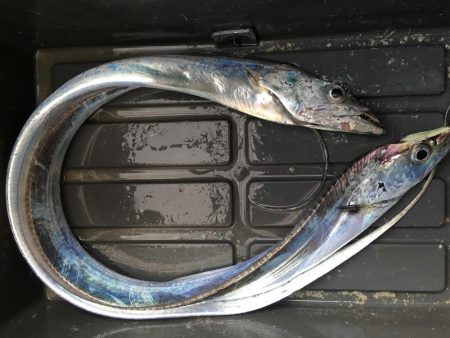 タチウオパラパラ