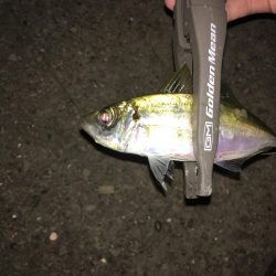 アジング  タイミング悪し