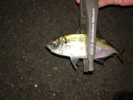 アジング  タイミング悪し