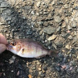 青物いるが釣れず、アジばかり