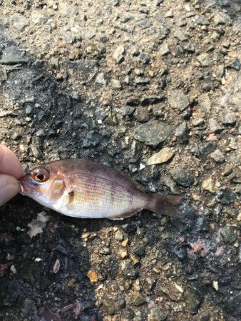 青物いるが釣れず、アジばかり