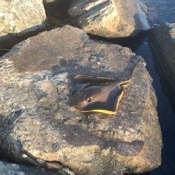 キスがたくさん