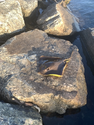 キスがたくさん