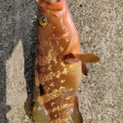 いろいろ釣れました