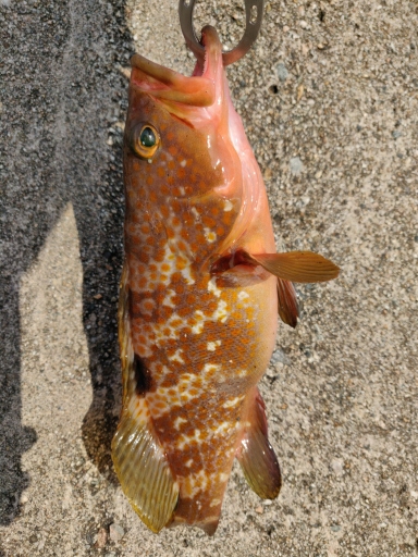 いろいろ釣れました