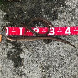 夜釣りの五目釣り