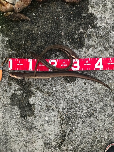 夜釣りの五目釣り