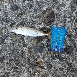 アジちっちゃ！