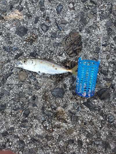 アジちっちゃ！