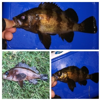 アジンガー1840〜1933 2105〜2140