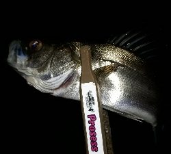 急きょ、洲本でライトフィッシング