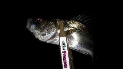 急きょ、洲本でライトフィッシング