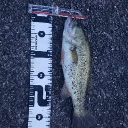 久しぶりのバスフィッシング‼️