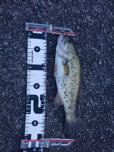 久しぶりのバスフィッシング‼…