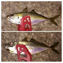 アジンガー1905〜1935 2110〜2140