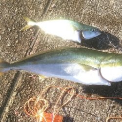 ショアジギ好調。ギリギリメジロに届かず！