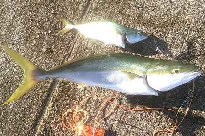 ショアジギ好調。ギリギリメジロに届かず！