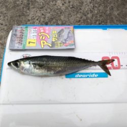 日吉原公共埠頭でサビキ釣り