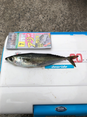 日吉原公共埠頭でサビキ釣り