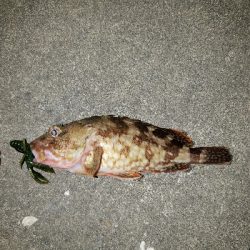 久しぶりの釣行です