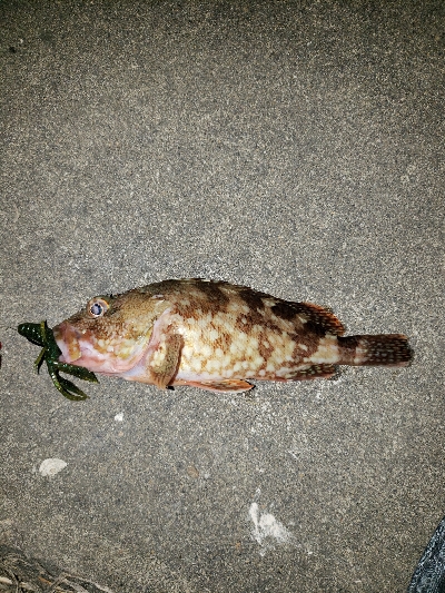 久しぶりの釣行です