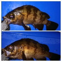 アジンガー1900〜2025