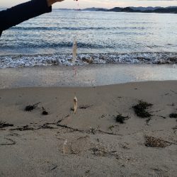 連日のキス釣り