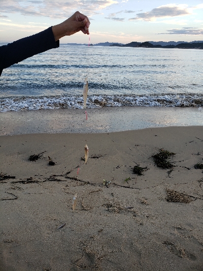 連日のキス釣り