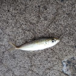 サイズはともかく目標達成！